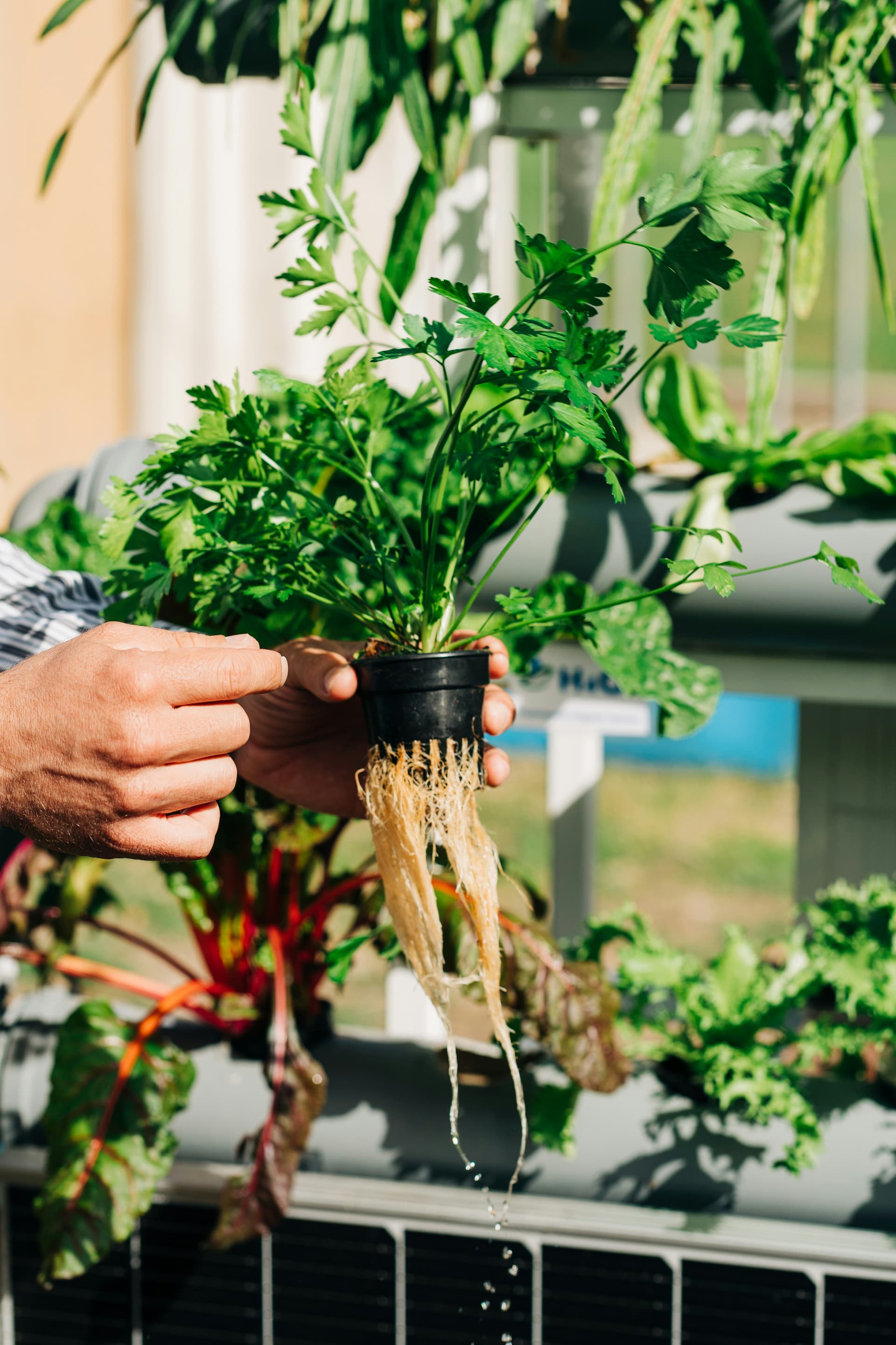 Hydroponic parsley plant with robust root system growing in a hydroponic setup